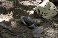 A blue crab in Cahuita National Park