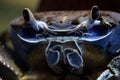 Blue crab close-up Royalty Free Stock Photo