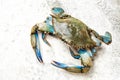 Blue crab cought by Italy's fishermen. An alien species that has colonized Italian