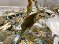 blue crab in a defensive position Royalty Free Stock Photo