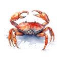 Blue_Crab_Emotive_Watercolors4