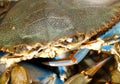 Blue Crab face up-close Royalty Free Stock Photo