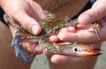 Blue crab in hands