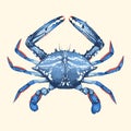 Blue crab illustration art with delicious seafood