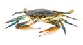 Blue crab isolated