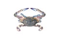 Blue crab isolated on white background. Royalty Free Stock Photo