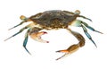 Blue crab isolated on white background Royalty Free Stock Photo