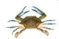 Blue crab isolated on white background