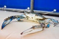 Blue Crab with large pincers Royalty Free Stock Photo