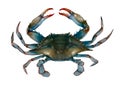Blue crab raw isolated illustration Royalty Free Stock Photo