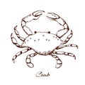 blue crab . seafood design element. sea animal with claws. engraved vintage  crab. outline illustration, hand drawn Royalty Free Stock Photo