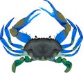 Blue crab - vector illustration on white Royalty Free Stock Photo