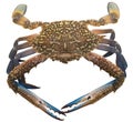 Blue Crab