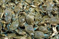 Blue Crabs Royalty Free Stock Photo