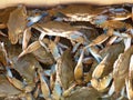 Blue Crabs Royalty Free Stock Photo