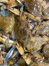 Blue crabs in brushel basket Royalty Free Stock Photo