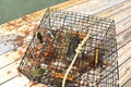 Blue crabs caught in a crab pot on the Chesapeake Bay in Virginia