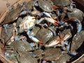 Blue crabs close up4 Royalty Free Stock Photo