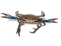 Blue crabs in fight pose 2
