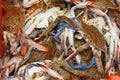 Blue crabs at the fish market Royalty Free Stock Photo