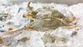 Blue crabs on ice Royalty Free Stock Photo