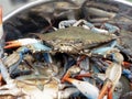 Blue crabs in pot 2 Royalty Free Stock Photo