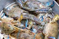 Blue Crabs in stainless Pot waiting for steaming, it is a easy homemade cooking. Royalty Free Stock Photo