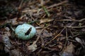 Blue crached hetched egg shell on dark black forest dirt