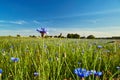 Blue Crambe flower in a meadow Royalty Free Stock Photo