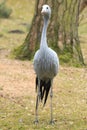 Blue crane Royalty Free Stock Photo