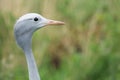 Blue Crane Royalty Free Stock Photo