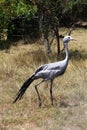 Blue crane Royalty Free Stock Photo