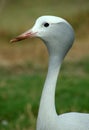 Blue Crane Royalty Free Stock Photo