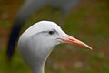 Blue crane Royalty Free Stock Photo