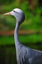 Blue crane Royalty Free Stock Photo