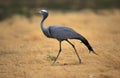 Blue Crane, anthropoides paradisea, Adult, South Africa Royalty Free Stock Photo