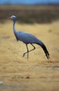 Blue Crane, anthropoides paradisea, Adult, South Africa Royalty Free Stock Photo