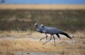 Blue Crane, anthropoides paradisea, Pair, South Africa Royalty Free Stock Photo