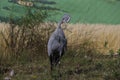 Blue crane - Anthropoides paradiseus african bird