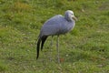 Blue Crane (Anthropoides paradiseus)