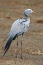 Blue Crane Bird Royalty Free Stock Photo