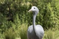 Blue crane bird in afternoon sun Royalty Free Stock Photo