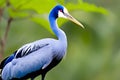 Blue Crane Bird (Ardea cinerea) in nature. Generative AI Royalty Free Stock Photo