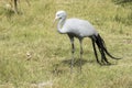 Blue crane bird standing and looking for food Royalty Free Stock Photo