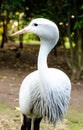 Blue Crane at Birds of Eden in Plettenberg Bay South Africa Royalty Free Stock Photo