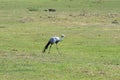 Blue Crane, Botlierskop Reserve, South Africa Royalty Free Stock Photo