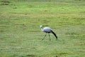 Blue Crane, Botlierskop Reserve, South Africa Royalty Free Stock Photo