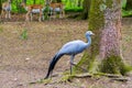 The blue crane and deers Royalty Free Stock Photo