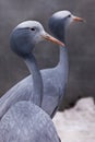 Blue crane graceful bird close up, thin long neck, beautiful head on a blurred background Royalty Free Stock Photo