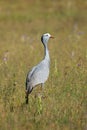 Blue crane in grassland - South Africa Royalty Free Stock Photo